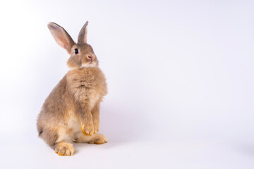 Cute looking brown rabbit standing isolated white background