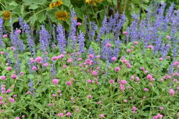 flowers in the garden
