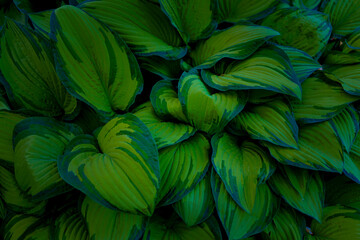 Obraz na płótnie Canvas The background of Fresh green leaves of hosta plant in the garden