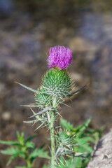 Thistle flower against the background of a spring close-up