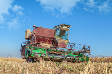 An old harvester works in the field.Collecting safflower by a harvester.