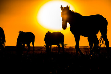 Silhouette of horses grazing in the field at sunset