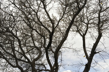 tree without Leafs snow covered