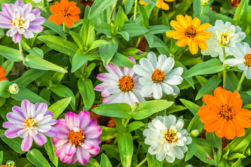 Autumn bright flowers of zinnia in nature in the park on a flower bed