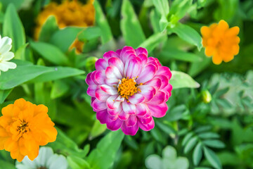 Autumn bright flowers of zinnia in nature in the park on a flower bed