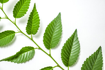 Green leaves of elm close-up on a white background. Space for text.