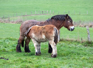 Obraz premium horse and foal in a meadow