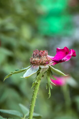 Fototapeta na wymiar Beautiful rose flower bud in nature