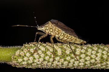 Adult Stink bug