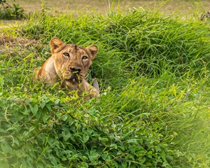 Lioness resting on grass in woods