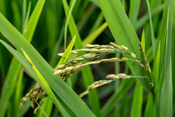 ears of rice in field