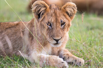 Lion cub lying and resting in the grass