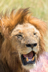 Obraz na płótnie Canvas Africa Male Lion in the sun