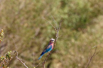 Colourful Lilac breasted roller on the african savanna