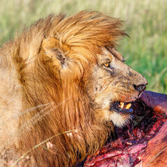 Fototapeta na wymiar Big male Lion guards his prey from other predators