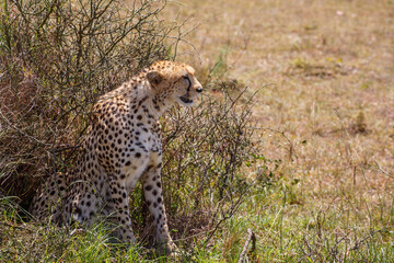 Close up of a Cheetah sitting at a bush and resting