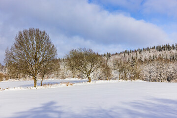 Winter landscape with trees on a snowy field