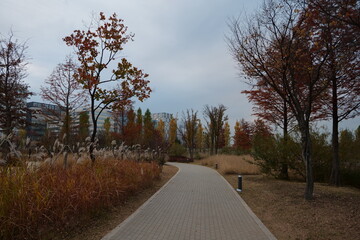 길거리, 나무, 나무, 나무, 가을, 네이처, 경관, sky, 경로, 가을, 봄, 공원, green, 국가, 구름, 계절, 나뭇잎, 농촌, 나무, 안개, 목초, 길, 여행, 경치, 일