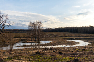 landscape river in the field. lonely trees in the field,  nature landscape, Birch.  © Ivan