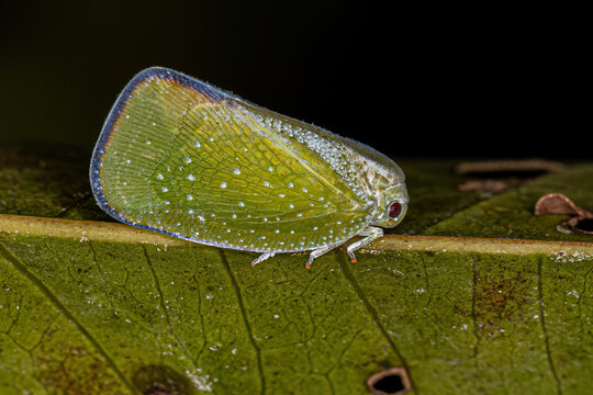 Adult Planthopper Insect