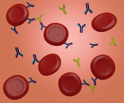 The formation of a bridge between red blood cells that have IgG bound to their surface creating agglutination 3d rendering