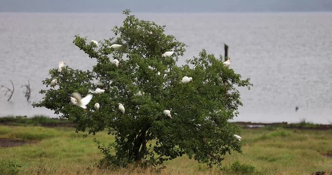 A family of Western Cattle Egret rest on a tree in the nakuru game reserve in Kenya