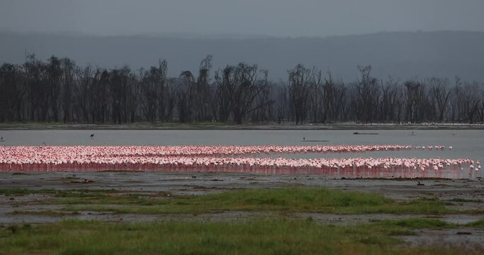 hundreds of lesser flamingos walking in lake nakuru in kenya