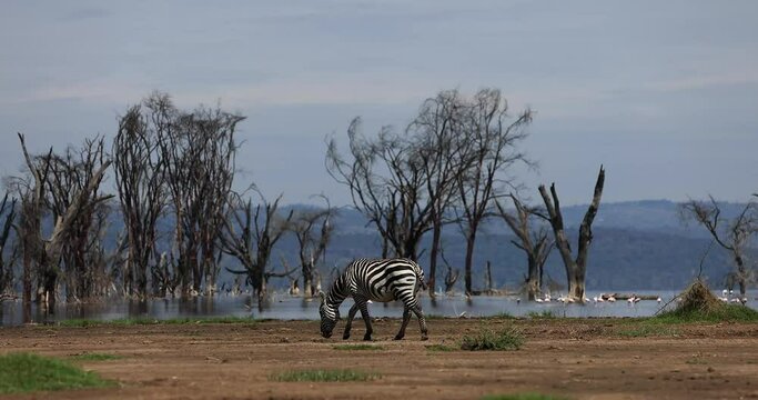 A zebra family is resting in the nakuru reserve in Kenya