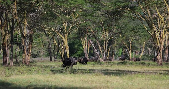 A family of buffalo walk in the nakuru reserve in Kenya
