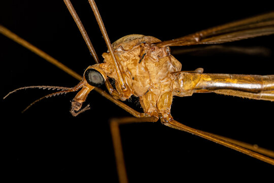 Adult Limoniid Crane Fly