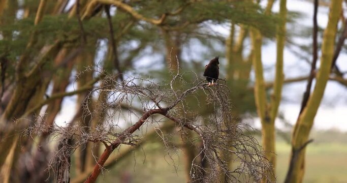 A Long-crested Eagle rests on a branch in Kenya's nakuru game reserve