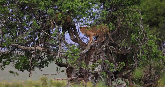 Lions climb the trees of Kenya's nakuru game reserve