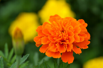 マリーゴールド