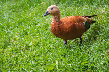 The ruddy shelduck walks across the green lawn.