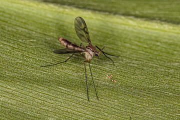 Adult Fungus Gnat