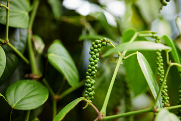 Obraz premium Fresh peppercorn in the garden