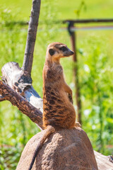 Meerkat, Suricata suricatta, on hind legs. Portrait of meerkat standing on hind legs with alert expression. Portrait of a funny meerkat sitting on its hind legs.