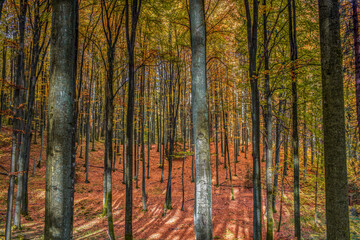 Polska złota jesień w lesie buków