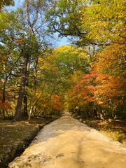 Naklejka premium 가을 단풍