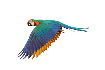 Colorful flying parrot isolated on white.