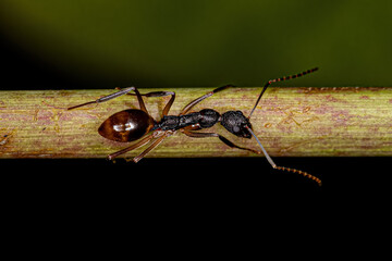 Adult Odorous Ant