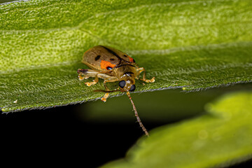 Adult Flea Beetle