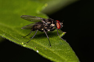 Adult Muscoid Fly