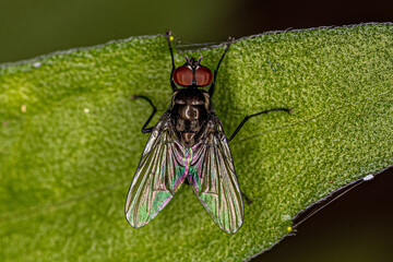 Adult Muscoid Fly