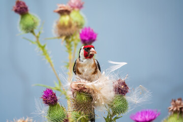 European goldfinch, feeding on the seeds of thistles. Carduelis carduelis.