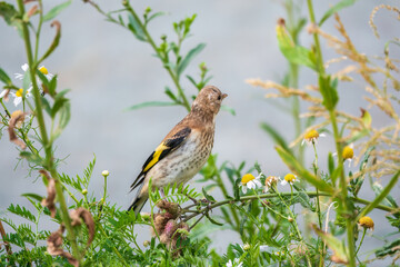 European goldfinch with juvenile plumage, feeding on the seeds of thistles. Carduelis carduelis.