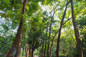Fototapeta premium Natural Forest Green Trees in the botanical garden park
