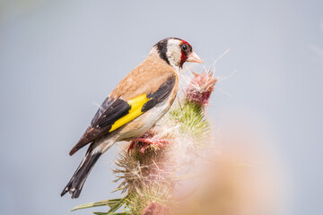 European goldfinch, feeding on the seeds of thistles. Carduelis carduelis.