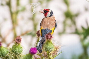 European goldfinch, feeding on the seeds of thistles. Carduelis carduelis.