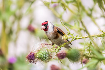 European goldfinch, feeding on the seeds of thistles. Carduelis carduelis.